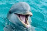 Imagem da notícia México impõe nova lei que proíbe shows de entretenimento com golfinhos e outros mamíferos